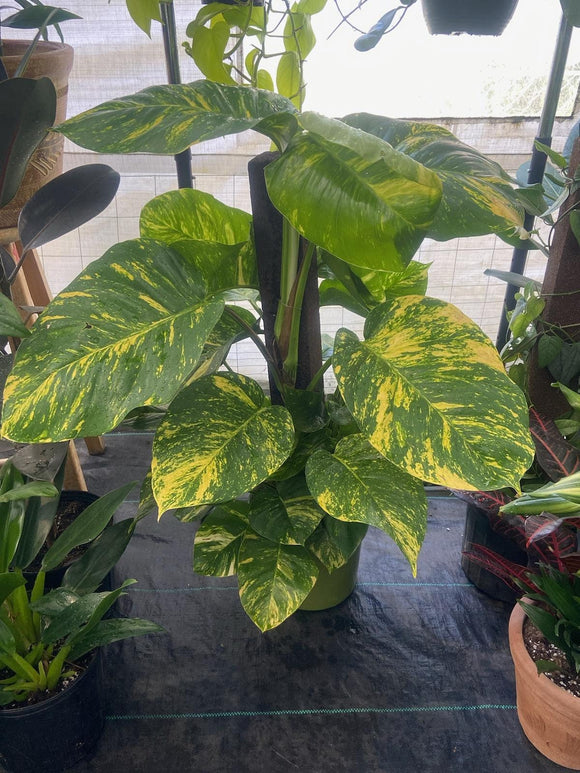 10 Inch Pot - 3.5 ft tall With Pole Giant Hawaiian Pothos plant, Get them just like the picture! , in USA