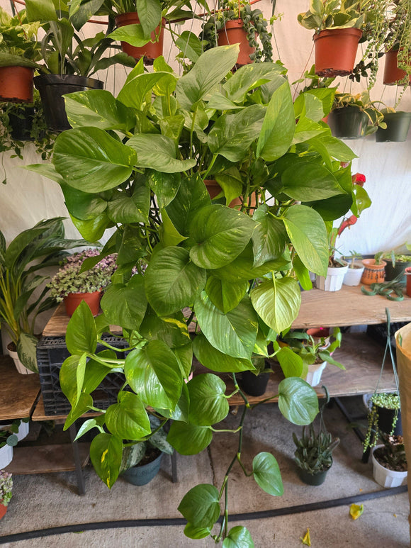 8 inch Pot- XL Golden Pothos hanging plant Elegant Air Purifier Big Bushy plant- Get similar to picture