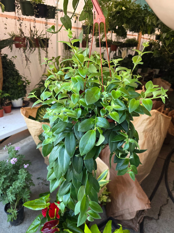 6 inch pot -Premium Goldfish Plant,(Nematanthus ‘Shady Lady Marlene) super green shiny color, Indoor outdoor - Get similar to the picture