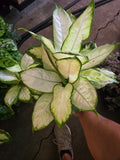 6 inch Pot - Super White Dieffenbachia, Indirect Sunlight, - Indoor outdoor - Air Purifier- get similar to the picture