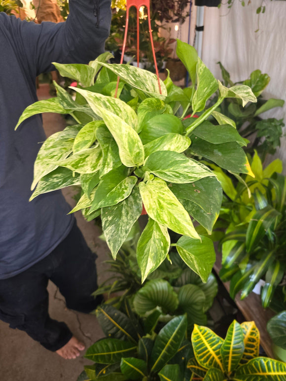 6 inch pot - Marble Queen Pothos hanging pot - Get similar to the picture