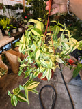 6 inch Pot - Tradescantia Pistachio White indoor and outdoor very full elegant plant - Get similar to the picture