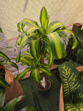 10 Inch Pot - XL 4 ft tall  Live Dracaena Massangeana Corn Plant, Dracaena Fragrans Plant - Get similar to the pictur