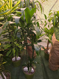 10 Inch Pot - XL 4 ft tall  Live Dracaena Lisa Super Green Elegant Indoor plant - Get similar to the picture