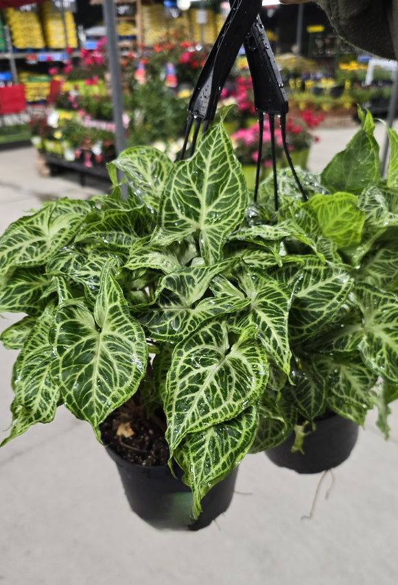 6 inch Pot - Syngonium Batik Variegata, Syngonium glo go Live Rare Houseplants Very Elegant indoor Plant - Get similar to the picture