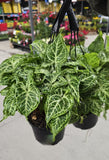 6 inch Pot - Syngonium Batik Variegata, Syngonium glo go Live Rare Houseplants Very Elegant indoor Plant - Get similar to the picture