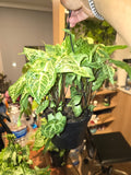 6 inch Pot - Syngonium Batik Variegata, Syngonium glo go Live Rare Houseplants Very Elegant indoor Plant - Get similar to the picture