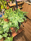 6 inch Pot - Syngonium Batik Variegata, Syngonium glo go Live Rare Houseplants Very Elegant indoor Plant - Get similar to the picture