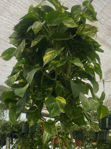 10 Inch Pot - Green Jade Golden Pothos XL Bushy Plant, Haning pot - Get similar to the picture