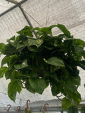 10 Inch Pot - Green Jade Golden Pothos XL Bushy Plant, Haning pot - Get similar to the picture