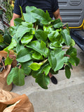 4 inch Pot- Philodendron squamiferum – Red Bristle Philodendron - Rare - Get similar to the picture