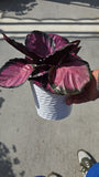 6 inch pot - Calathea purple 'Rosy' - Get similar to the picture