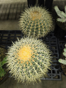 6 inch Pot - Golden Barrel Cactus - Get similar to the picture