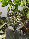 8" Pot - XL size Ficus elastica "Tineke" Variegated Rubber Tree - Get one similar to picture