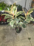 8" Pot - XL size Ficus elastica "Tineke" Variegated Rubber Tree - Get one similar to picture