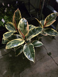 8" Pot - XL size Ficus elastica "Tineke" Variegated Rubber Tree - Get one similar to picture