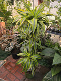 10 Inch Pot - XL 4 ft tall  Live Lemon Surprise Dracaena (Dracaena fragrans ‘Lemon Surprise’)Elegant Indoor plant - Get similar to the picture