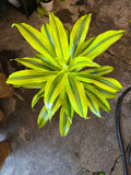 6 inch Pot - 2 ft Gold Dracaena (Dracaena sanderiana ‘Gold’) Elegant Indoor- Get similar to the picture