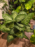 10 Inch Pot- Giant XL 3.5-4 ft. tall Dieffenbachia Dumb Cane Indoor Plant Air Purifier Beautiful decor - Get similar to the picfure