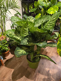 10 Inch Pot- Giant XL 3.5-4 ft. tall Dieffenbachia Dumb Cane Indoor Plant Air Purifier Beautiful decor - Get similar to the picfure