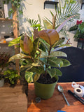 6 inch Pot - Ficus Moonshine Shivereana Live Big Plant - Get similar to the picture