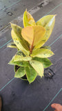 6 inch Pot - Ficus Moonshine Shivereana Live Big Plant - Get similar to the picture