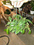 6 inch pot - Hoya Carnosa Green - Gives beautiful flowers- low maintenance easy care - Get similar to the picture