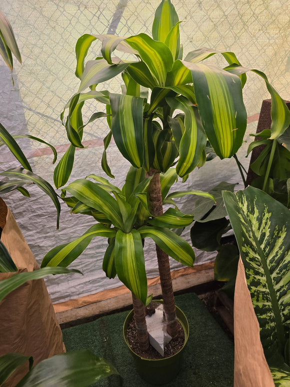 10 Inch Pot - XL 4 ft tall  Live Dracaena Massangeana Corn Plant, Dracaena Fragrans Plant - Get similar to the pictur