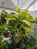 6 inch Pot - XL 5" strings or more Brazil Philodendron - Easy to Grow - Low Light - Get similar to picture!