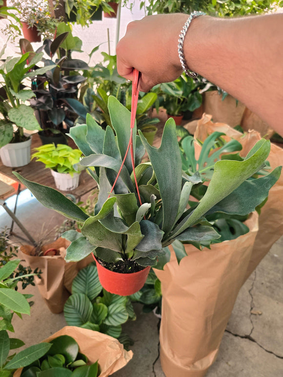 6 inch pot -Staghorn Fern- Very full bushy plant -(Cuerno de Venado) Platycerium biforcatum - Exotic Houseplant - Get similar