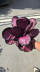 6 inch pot - Calathea purple 'Rosy' - Get similar to the picture