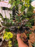 6 inch Pot - Black ZZ plant Indoor Plant- Get one like the picture