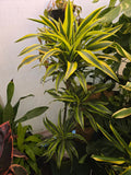 10 Inch Pot - XL 4 ft tall  Live "White Ribbon", Dracaena - Get similar to the picture