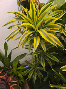 10 Inch Pot - XL 4 ft tall  Live "White Ribbon", Dracaena - Get similar to the picture