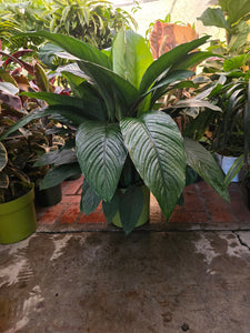 10 Inch Pot - XL 3 ft tall  Giant Peace Lily Indoor light light easy to care - Get similar to the picture