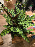 6 inch Pot - XL Big Live plant Sword Live  Calathea Lancifolia,Rattlesnake, Prayer Plant, Rattle snake -  Get similar as picture!