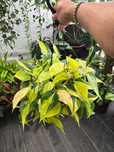 6 inch Pot - XL 5" strings or more Brazil Philodendron - Easy to Grow - Low Light - Get similar to picture!