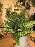 6 inch Pot - XL Big Live plant Sword Live  Calathea Lancifolia,Rattlesnake, Prayer Plant, Rattle snake -  Get similar as picture!