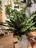 6 inch Pot - XL Big Live plant Sword Live  Calathea Lancifolia,Rattlesnake, Prayer Plant, Rattle snake -  Get similar as picture!