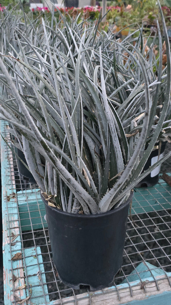 Agave Dyckia Fosteriana in 1 gal pot - Snake Plant - 1.5 Ft tall - Get similar