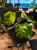 (UG-05)Root in moss 4+ leaves- Monstera Delisiosa 'Aurea' Variegated Rare Plant- Get Similar to the picture