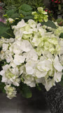 Hydrangea White, Christmas gifts in 6 inch pot- Get Similar