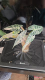 (UG-58)Root in moss 4+ leaves - Alocasia 'Bambino' Variegated Rare Plant- Get Similar to the picture