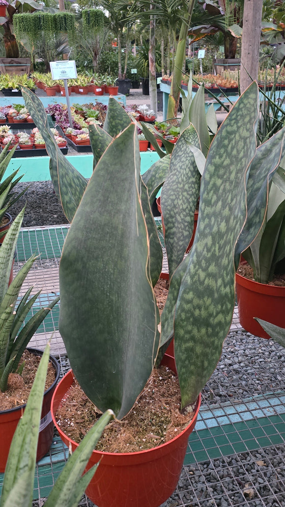 Sansevieria Masoniana 'Mason's Congo' in 8 inch pot - Snake Plant - 2 Ft Snake Plant - Get similar