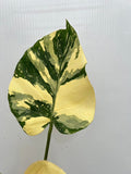 (UG-10)Root in moss top cut 3 leaves- Monstera delisiosa 'Cream Brulee' Variegated Rare Plant- Get Similar to the picture