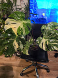 (UG-09)Root in moss 4-6+ leaves- Monstera Delisiosa 'Thai Constellation' Variegated Rare Plant- Get Similar to the picture