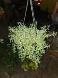 6 inch pot- Curio Radicans very hardy easy care- Succulent hanging plant - Get Similar To Picture