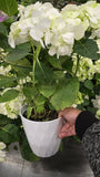 Hydrangea White, Christmas gifts in 6 inch pot- Get Similar