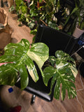 (UG-09)Root in moss 4-6+ leaves- Monstera Delisiosa 'Thai Constellation' Variegated Rare Plant- Get Similar to the picture