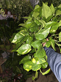 6 inch Pot- XL Golden Pothos hanging plant Elegant Air Purifier Big Bushy plant- Get similar to picture